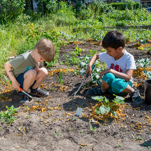 Picture shows two boys planting lettuce.