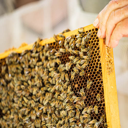 Bild zeigt Bienenwabe mit Bienen